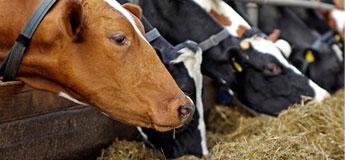 FLAVOURS FOR ANIMAL FEED