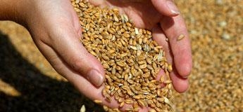 FLAVOURS FOR ANIMAL FEED